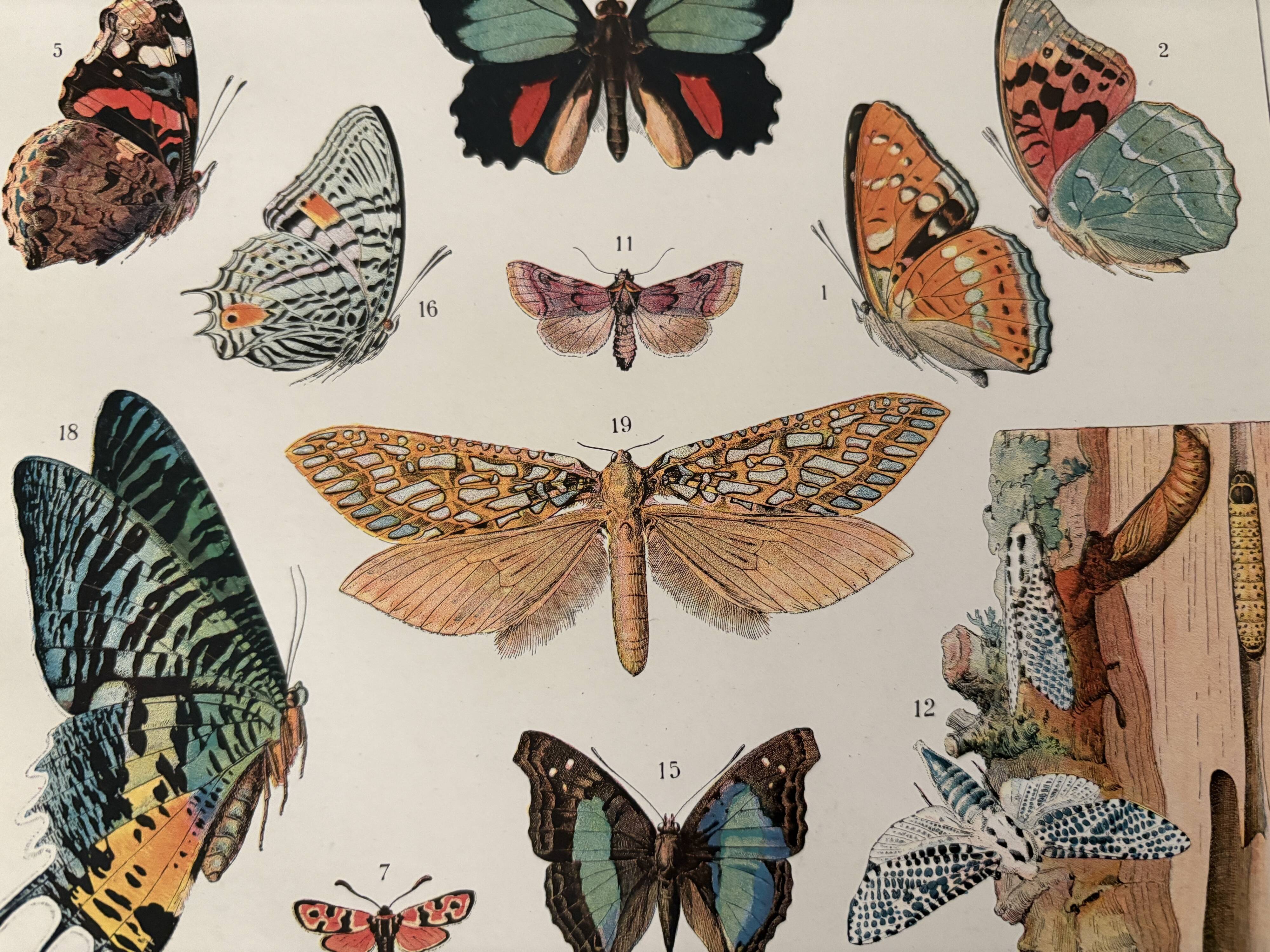 Old illustrated plate on butterflies - 1920