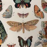 Old illustrated plate on butterflies - 1920