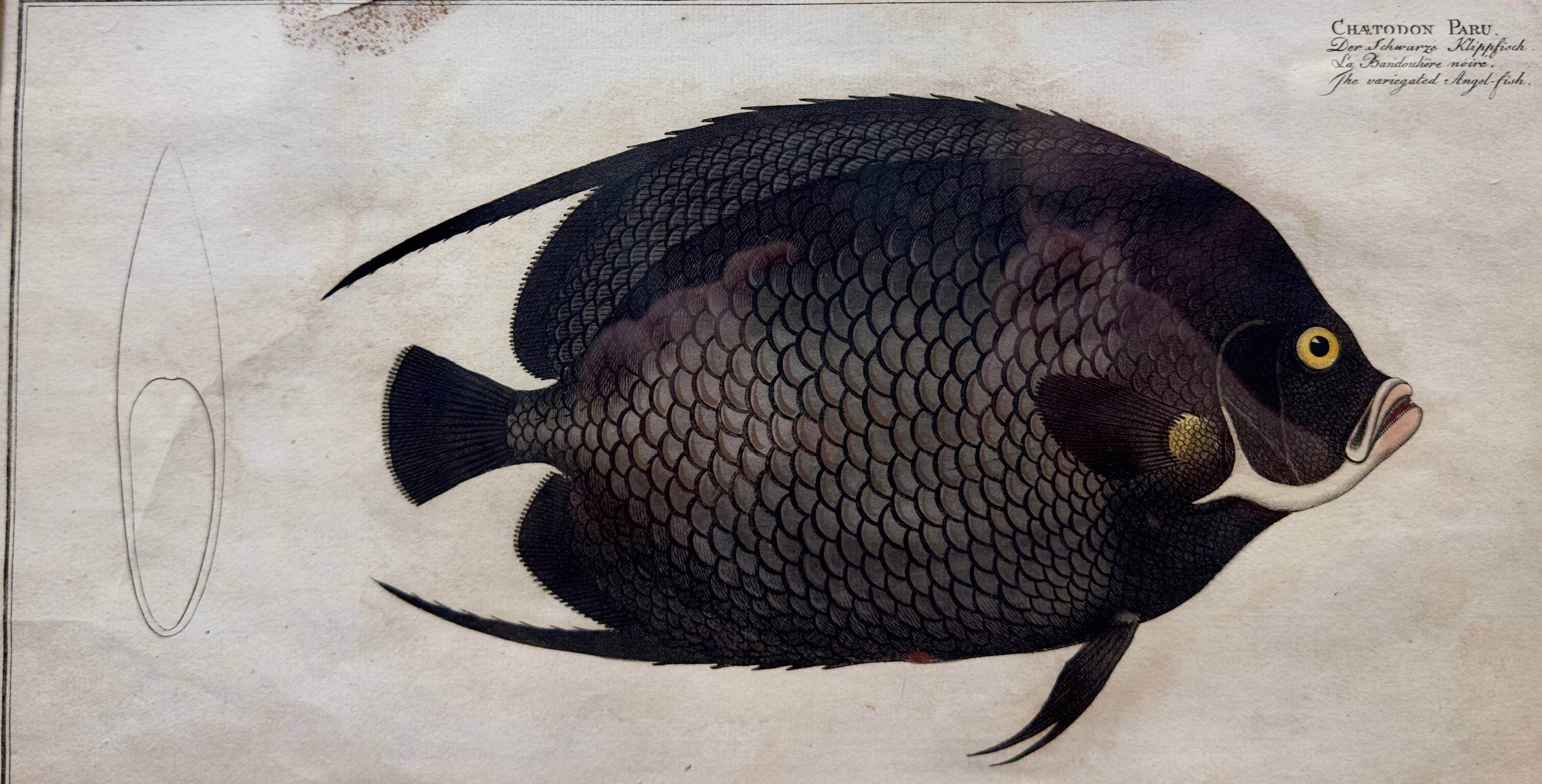 Gravure ancienne de poisson – Ludwig Schmidt (XIXᵉ siècle)