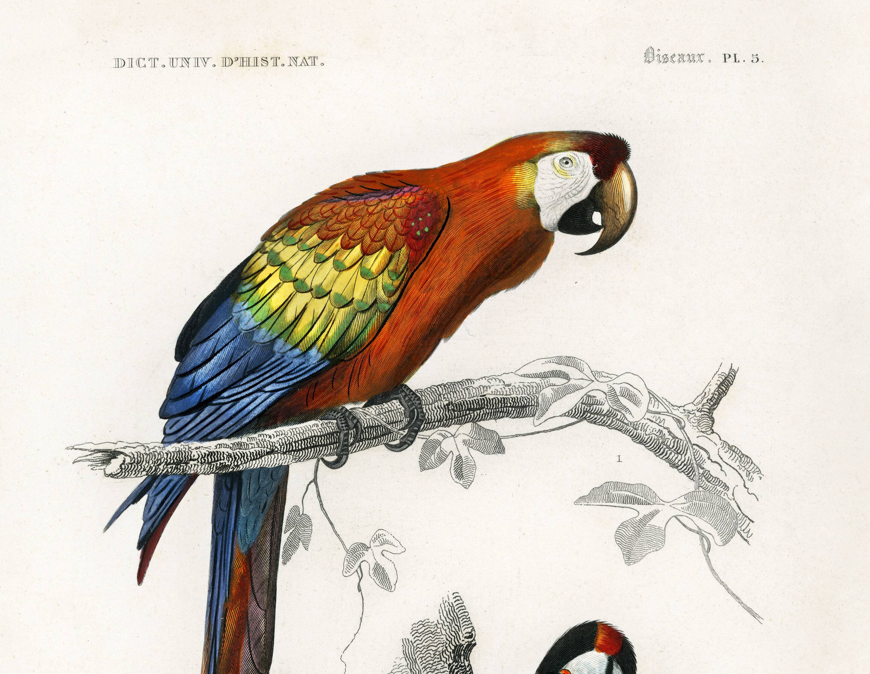 Poster of the Scarlet Macaw and the Great Spotted Woodpecker, based on an old engraving