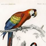 Poster of the Scarlet Macaw and the Great Spotted Woodpecker, based on an old engraving