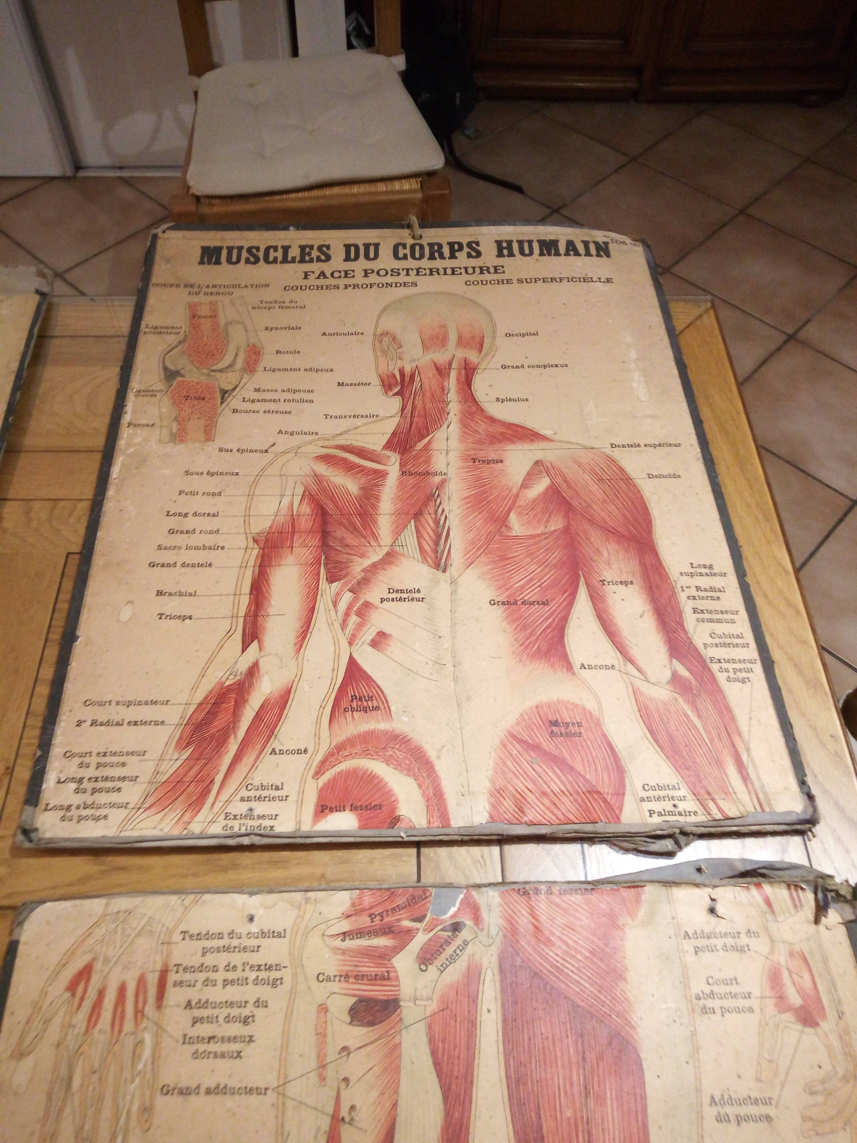 Series of anatomical boards