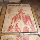 Series of anatomical boards