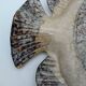 Ceramic fish from Vallauris