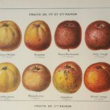 Gravure ancienne 1922, Pomme a cidre, variété, fruit • Lithographie, illustration originale