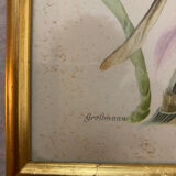 Planches zoologiques vintage -Papillons