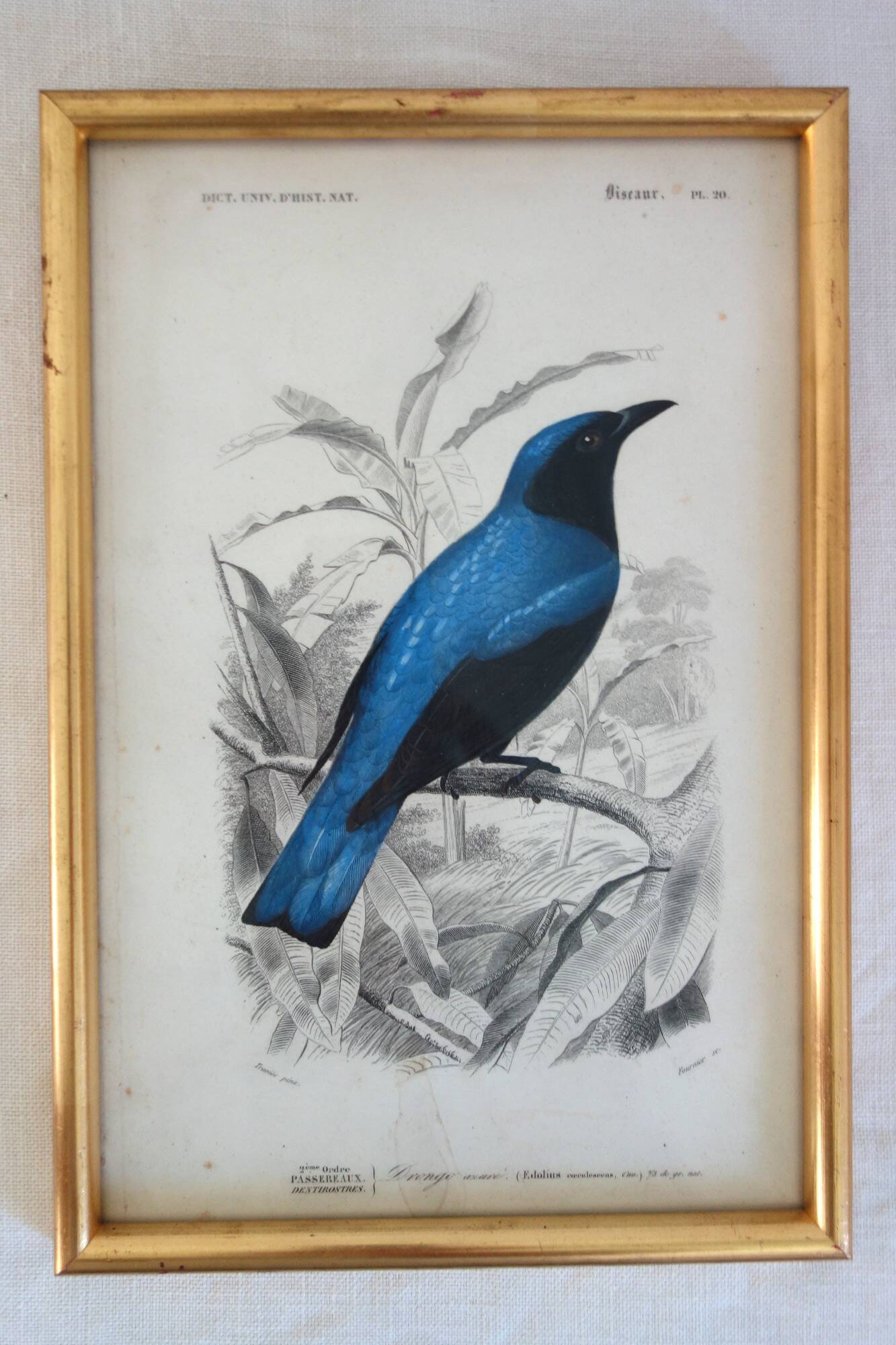 5 framed antique bird engravings