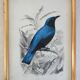 5 framed antique bird engravings