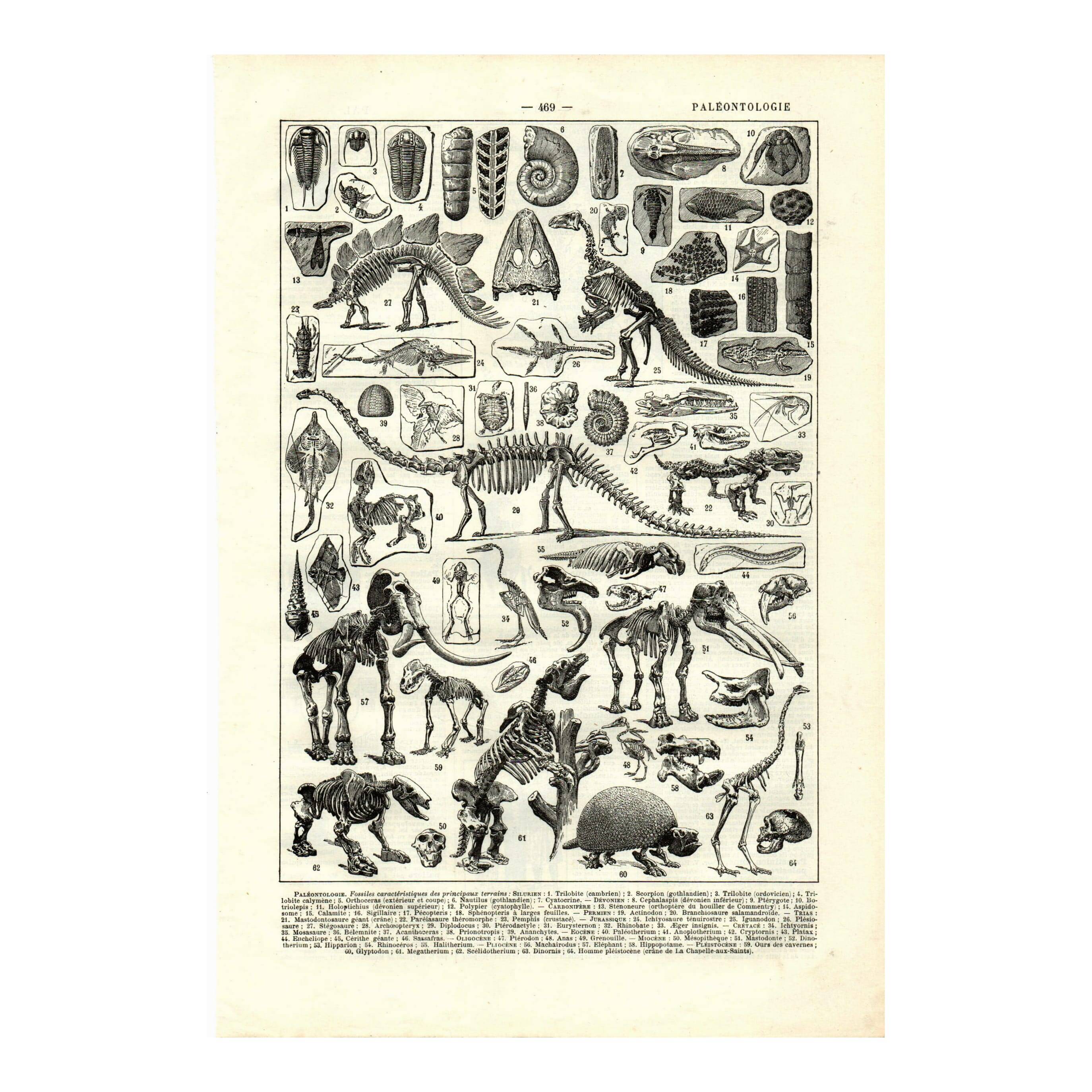 Antique engraving from 1923 - Paleontology, fossils - Vintage plate