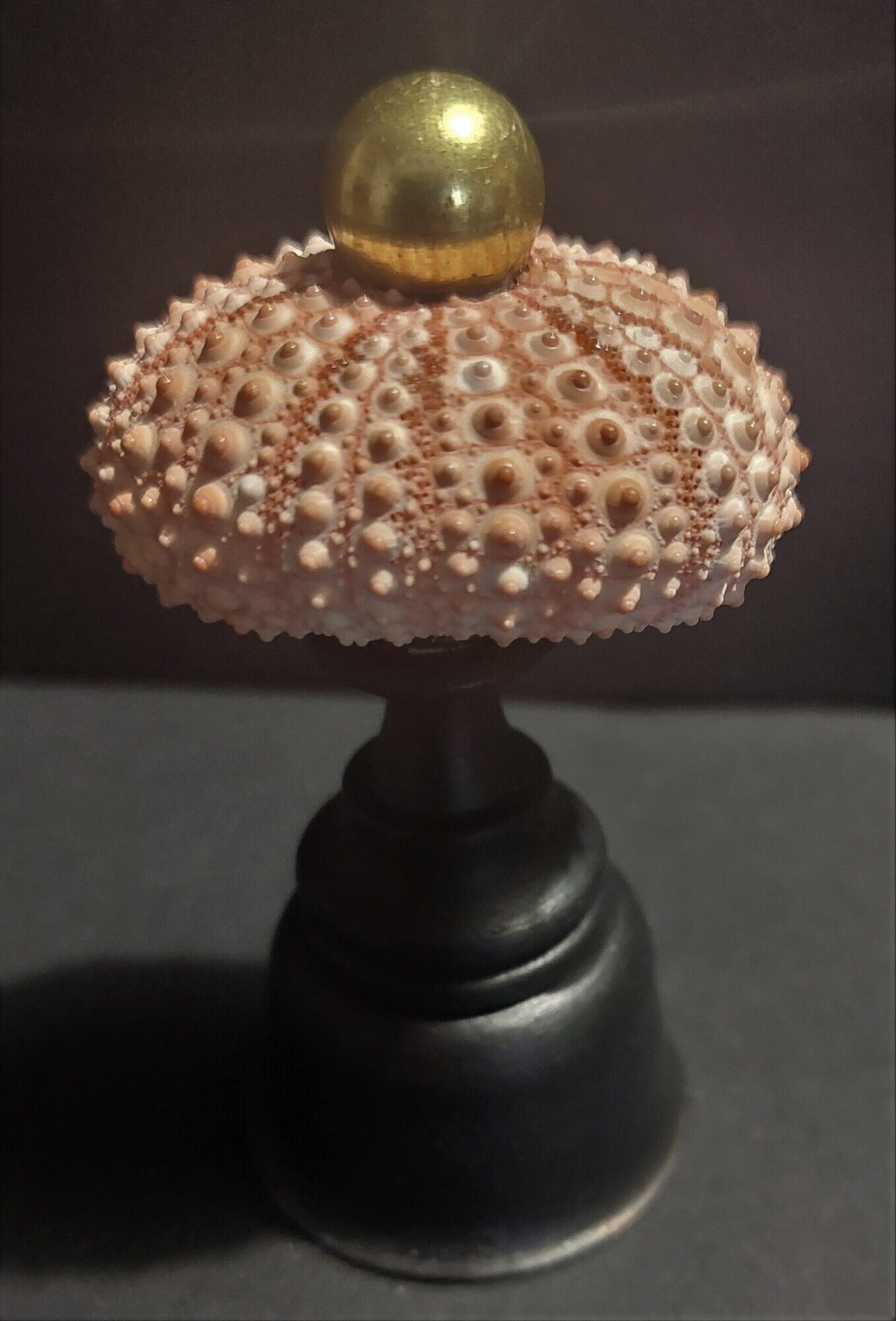 Cabinet of Curiosities sea urchin paracentrotus lividus on pedestal