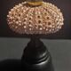 Cabinet of Curiosities sea urchin paracentrotus lividus on pedestal