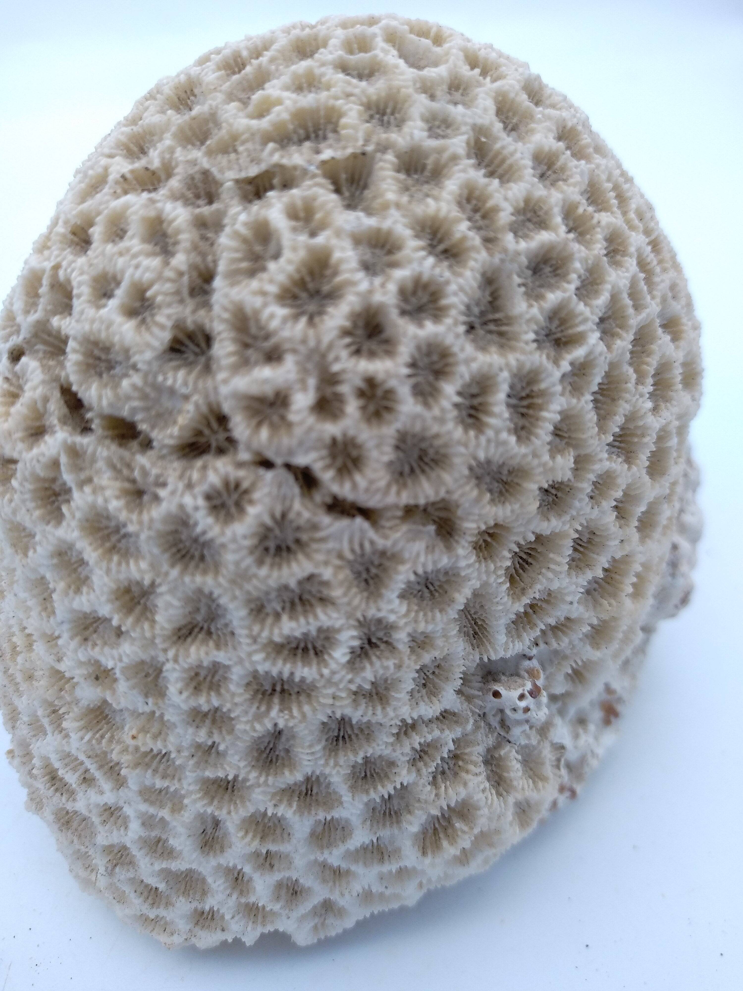 Brain coral. Favite.