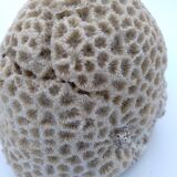 Brain coral. Favite.