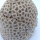 Brain coral. Favite.