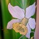 Vase with daffodils in blown glass, enameled, gilded, Legras Montjoye workshops, art nouveau