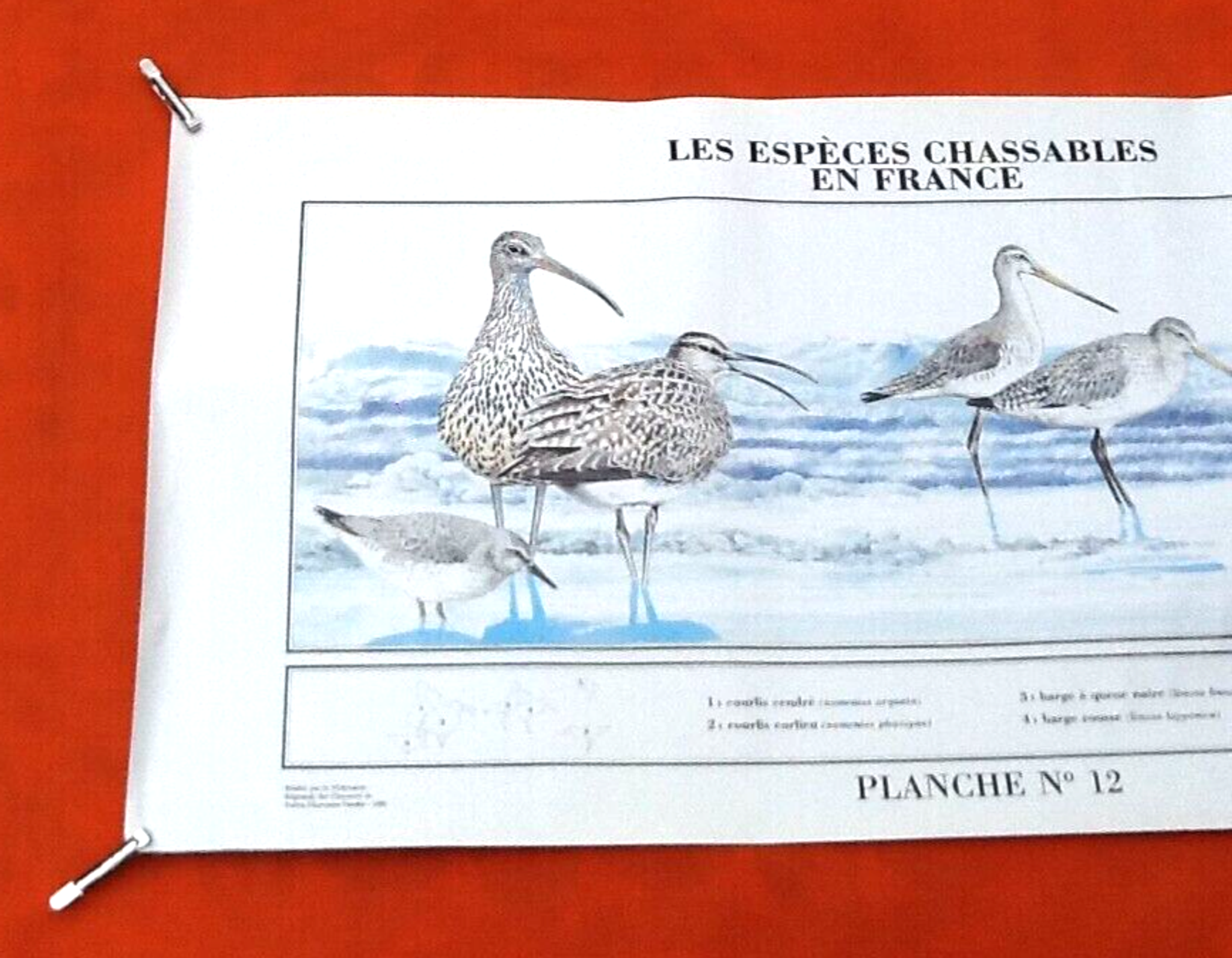 N°12 Huntable species in France