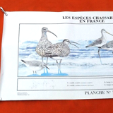N°12 Huntable species in France