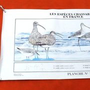 N°12 Huntable species in France