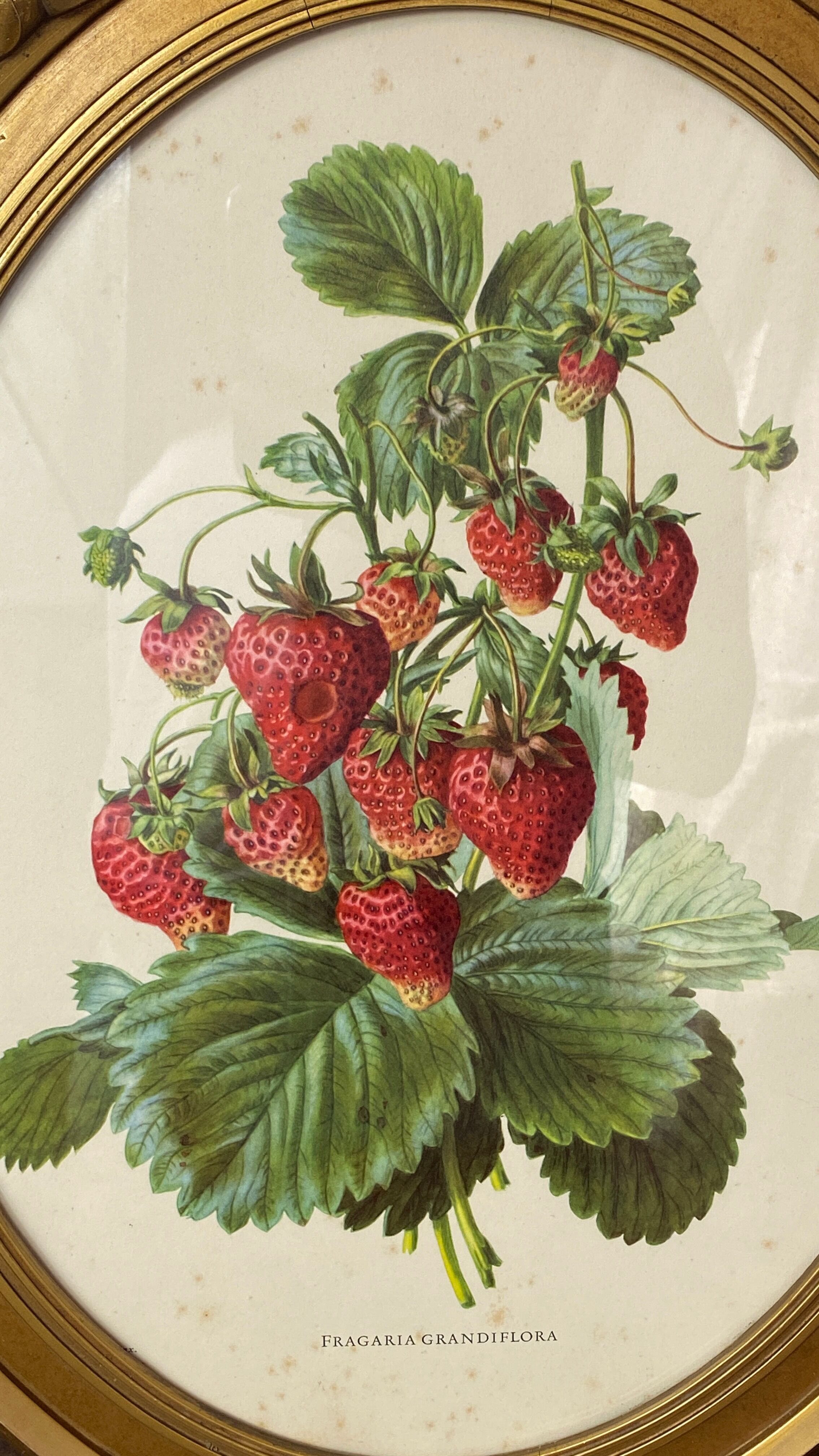 Framed botanical print of Fragaria Grandiflora