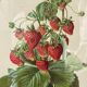Framed botanical print of Fragaria Grandiflora