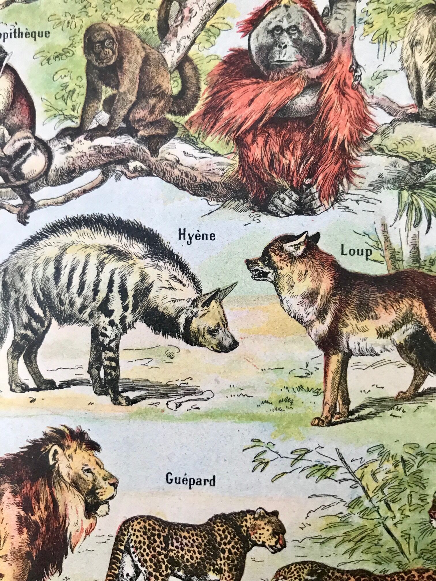 Planche animalière Mammifères 1922