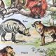 Planche animalière Mammifères 1922