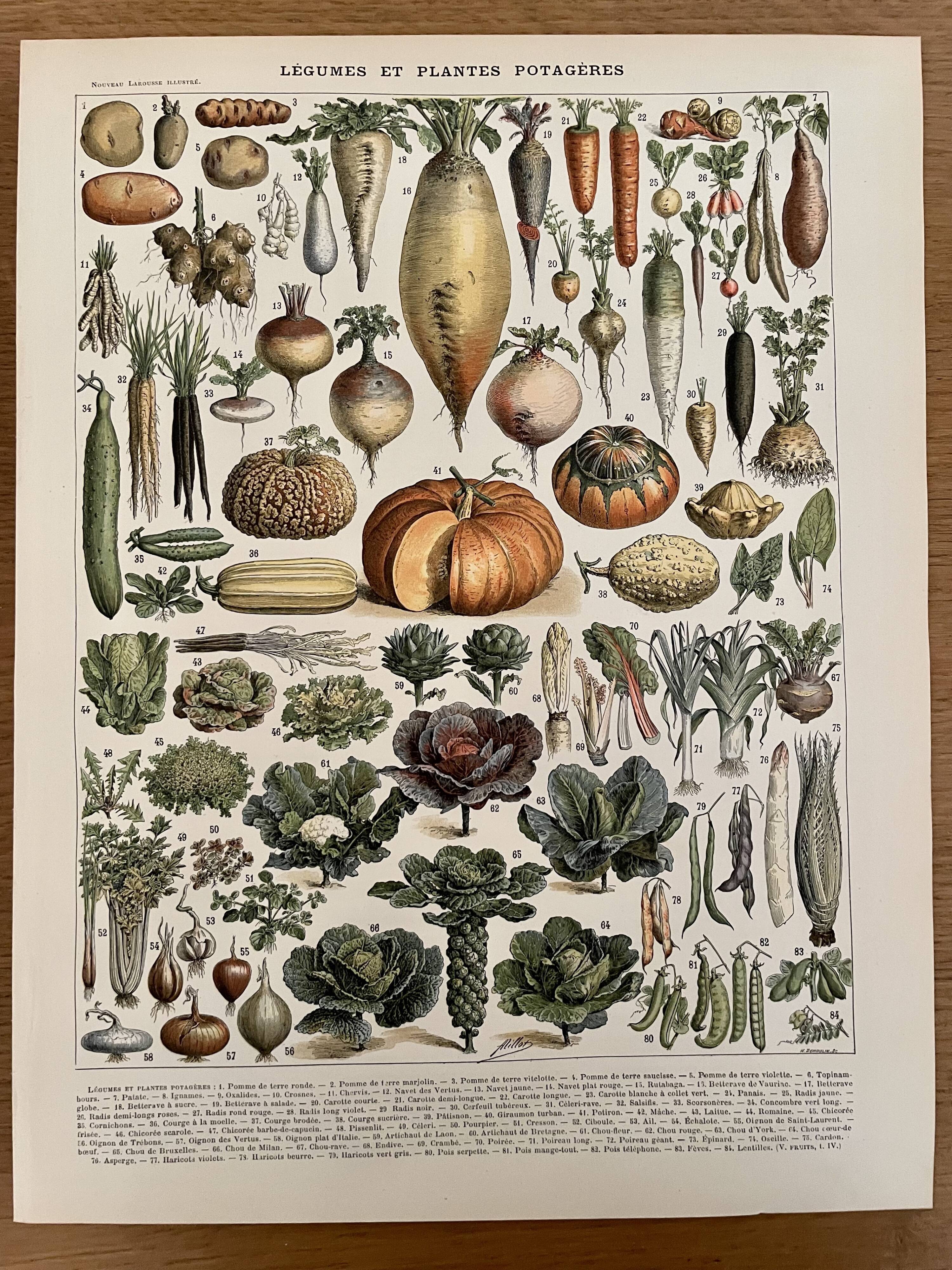 Lithograph on vegetables and vegetable plants - 1900
