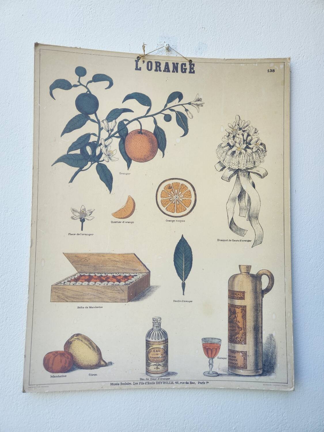 Affiche ancienne Deyrolle : l'orange