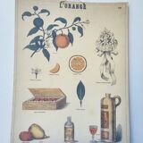 Affiche ancienne Deyrolle : l'orange