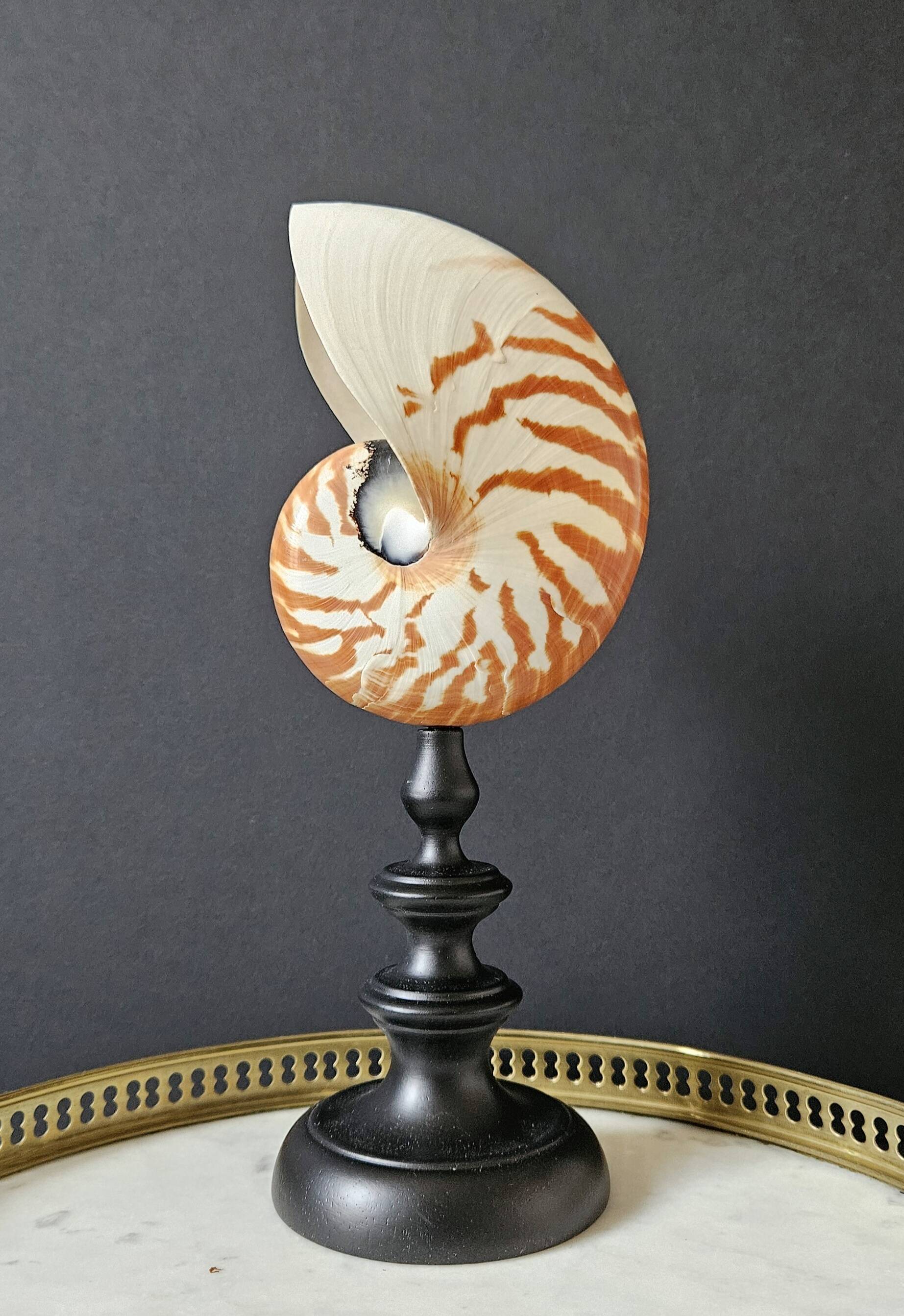 Nautilus / Natural Nautile, Black Turned Wood Base H: 25 cm
