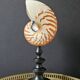 Nautilus / Natural Nautile, Black Turned Wood Base H: 25 cm
