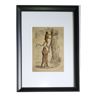 original zoological frame engraving from 1839 " joko & ourang-outang "