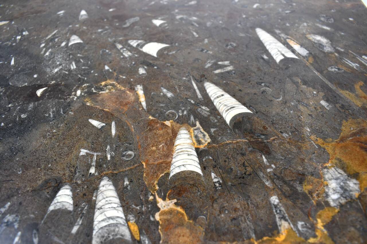 Vintage fossilized stone coffee table