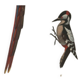 Gravure ancienne 1849 - Ara par E.Travies - Lithographie perroquet vintage