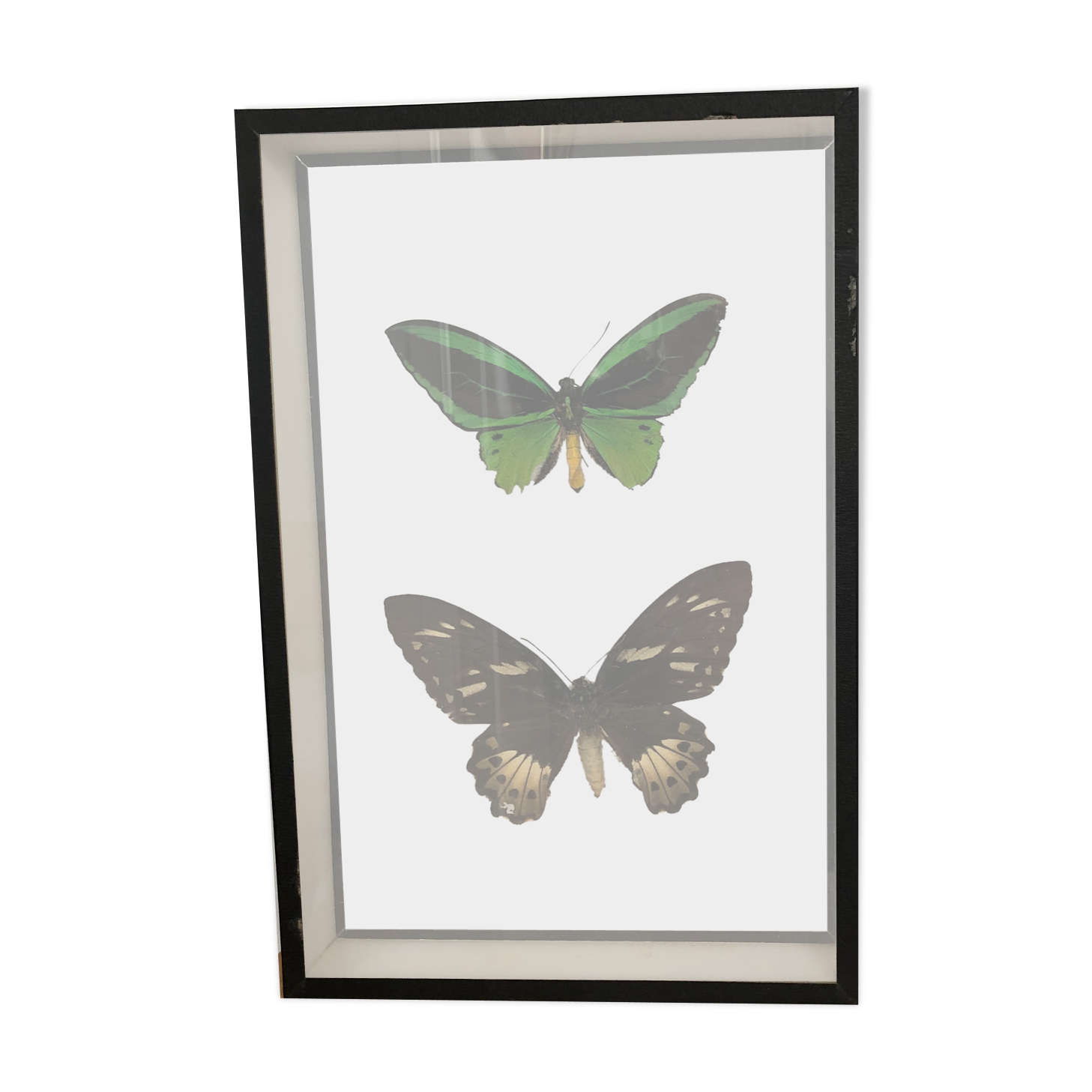 Naturalized Butterflies