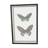 Naturalized Butterflies