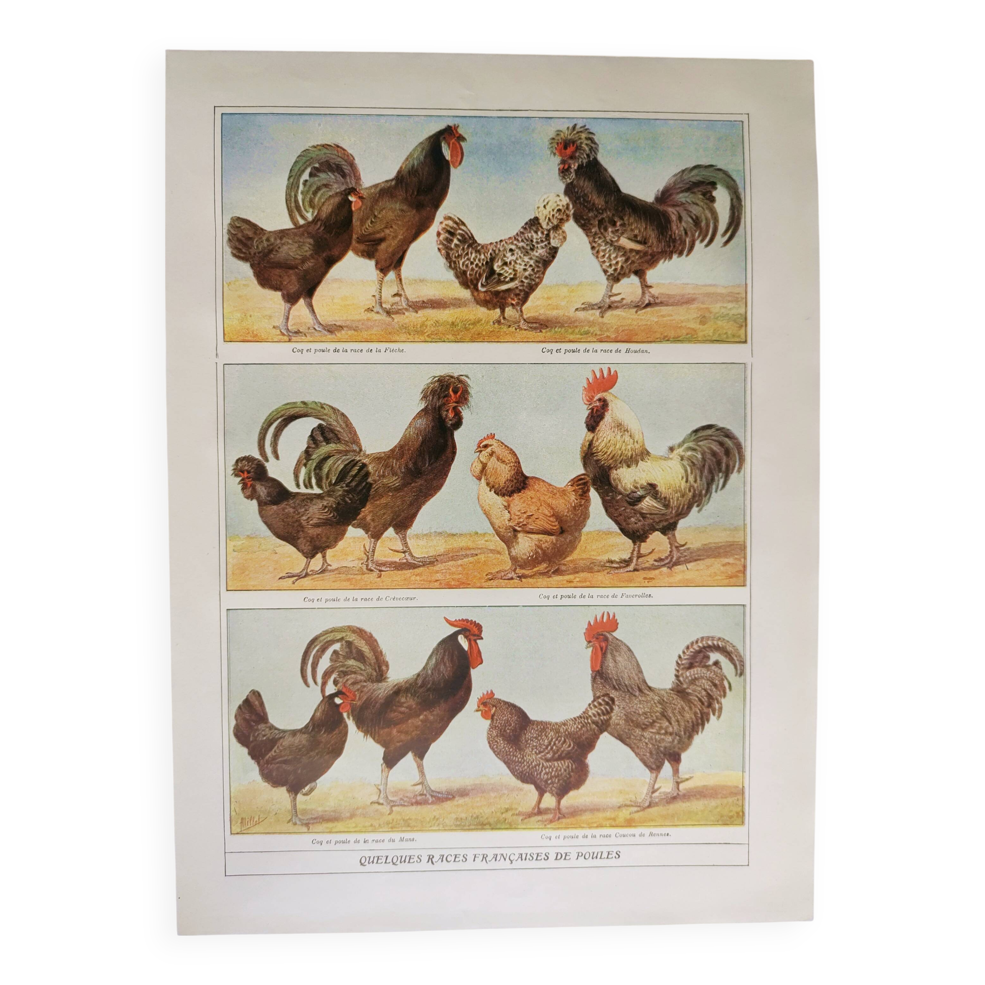 Antique engraving from 1920 - Hens and roosters 1 - Original plate by A. Millot