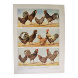 Gravure ancienne de 1920 -Poules et coqs 1- Planche originale par A. Millot