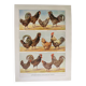 Antique engraving from 1920 - Hens and roosters 1 - Original plate by A. Millot