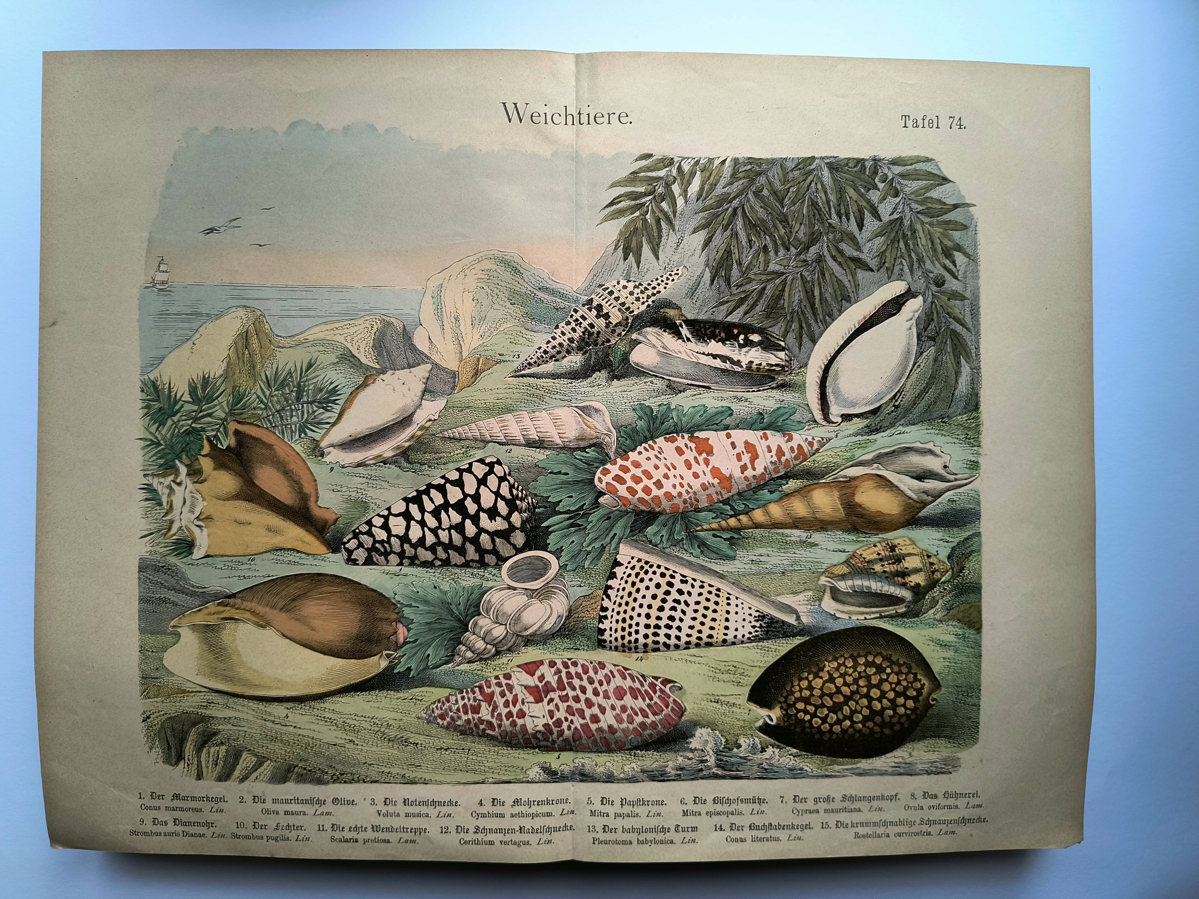 Old engraving from 1886. Shells and molluscs (2) Sea, beach and ocean.