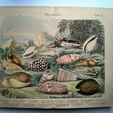 Old engraving from 1886. Shells and molluscs (2) Sea, beach and ocean.