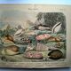Gravure ancienne de 1886. Coquillages et mollusques (2) Mer, plage et océan