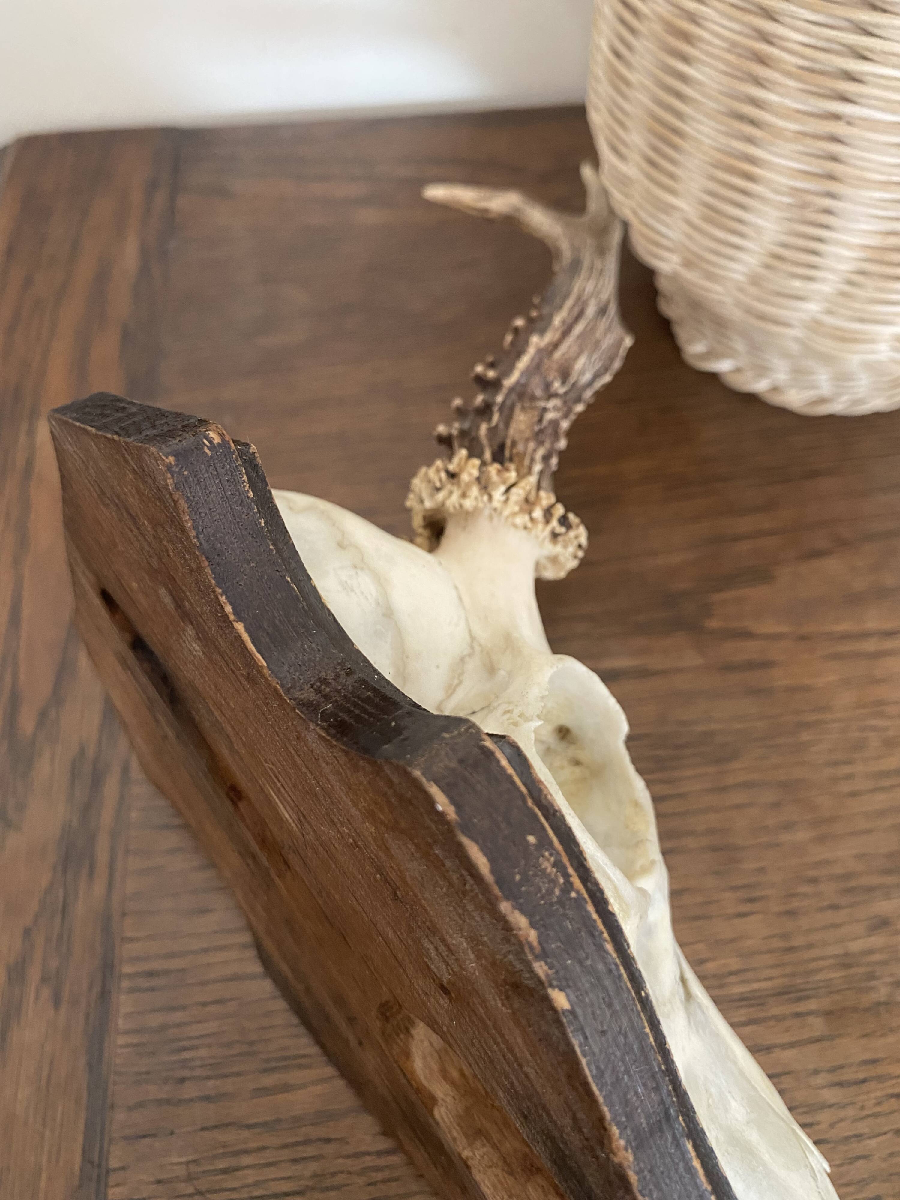 Horns on base, cabinet of curiosities