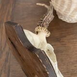 Horns on base, cabinet of curiosities