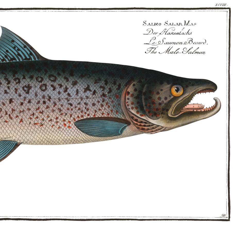 Poster about Atlantic salmon, based on an old engraving from 1746.