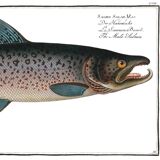 Poster about Atlantic salmon, based on an old engraving from 1746.