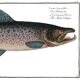 Poster about Atlantic salmon, based on an old engraving from 1746.