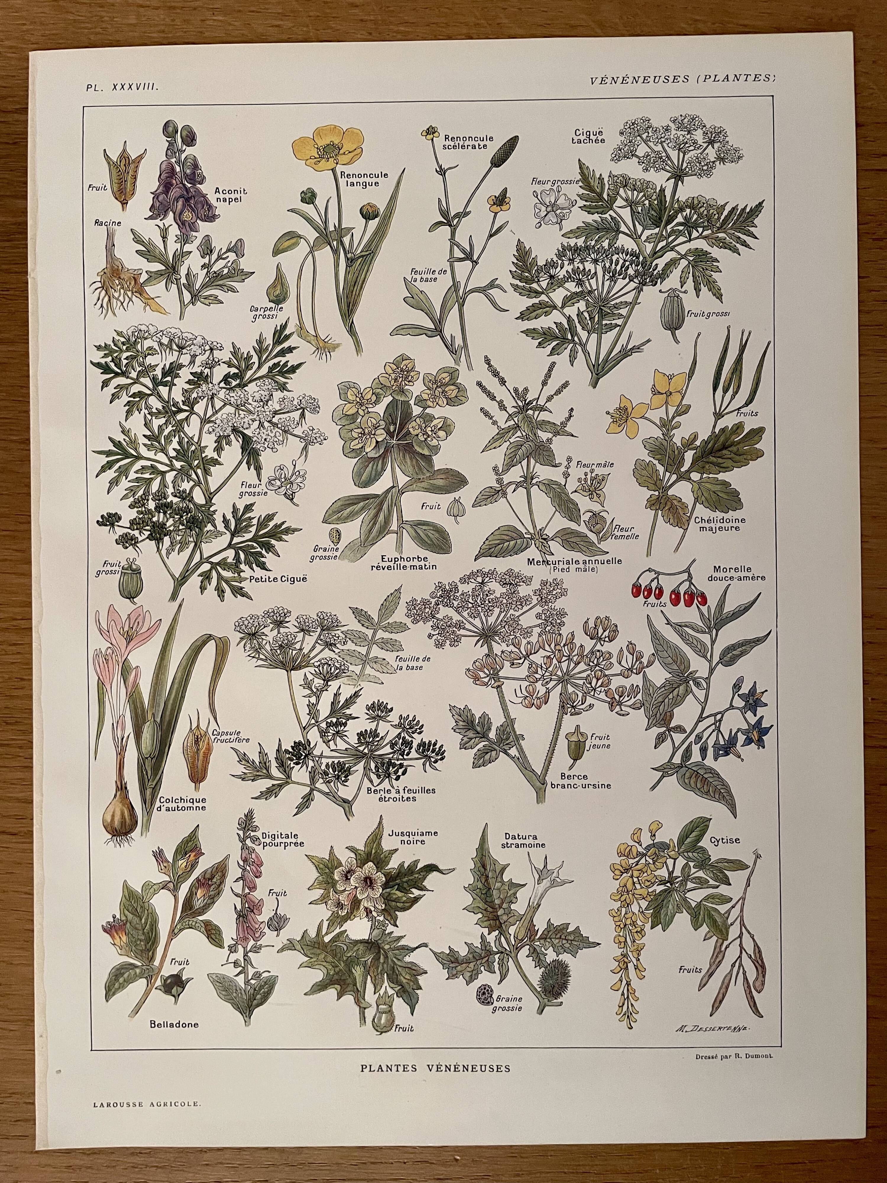 Lithographie sur les plantes vénéneuses - 1920