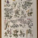 Lithograph on poisonous plants - 1920