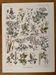 Lithographie sur les plantes vénéneuses - 1920